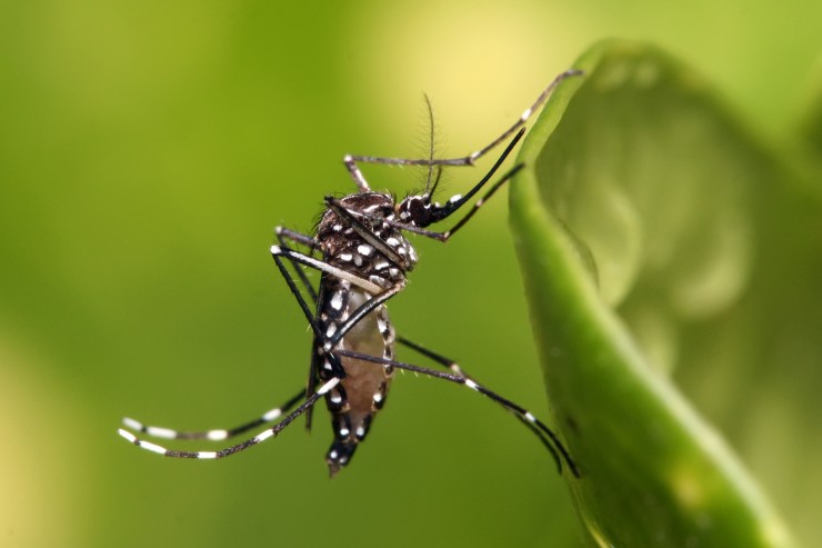 Quais S O Os Tipos De V Rus Da Dengue Fiocruz Minas